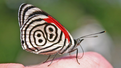 THIS BUTTERFLY’S WING MARKINGS LOOK LIKE THE GOOD LUCK NUMBER 88
