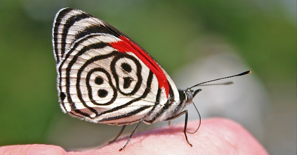 THIS BUTTERFLY’S WING MARKINGS LOOK LIKE THE GOOD LUCK NUMBER 88