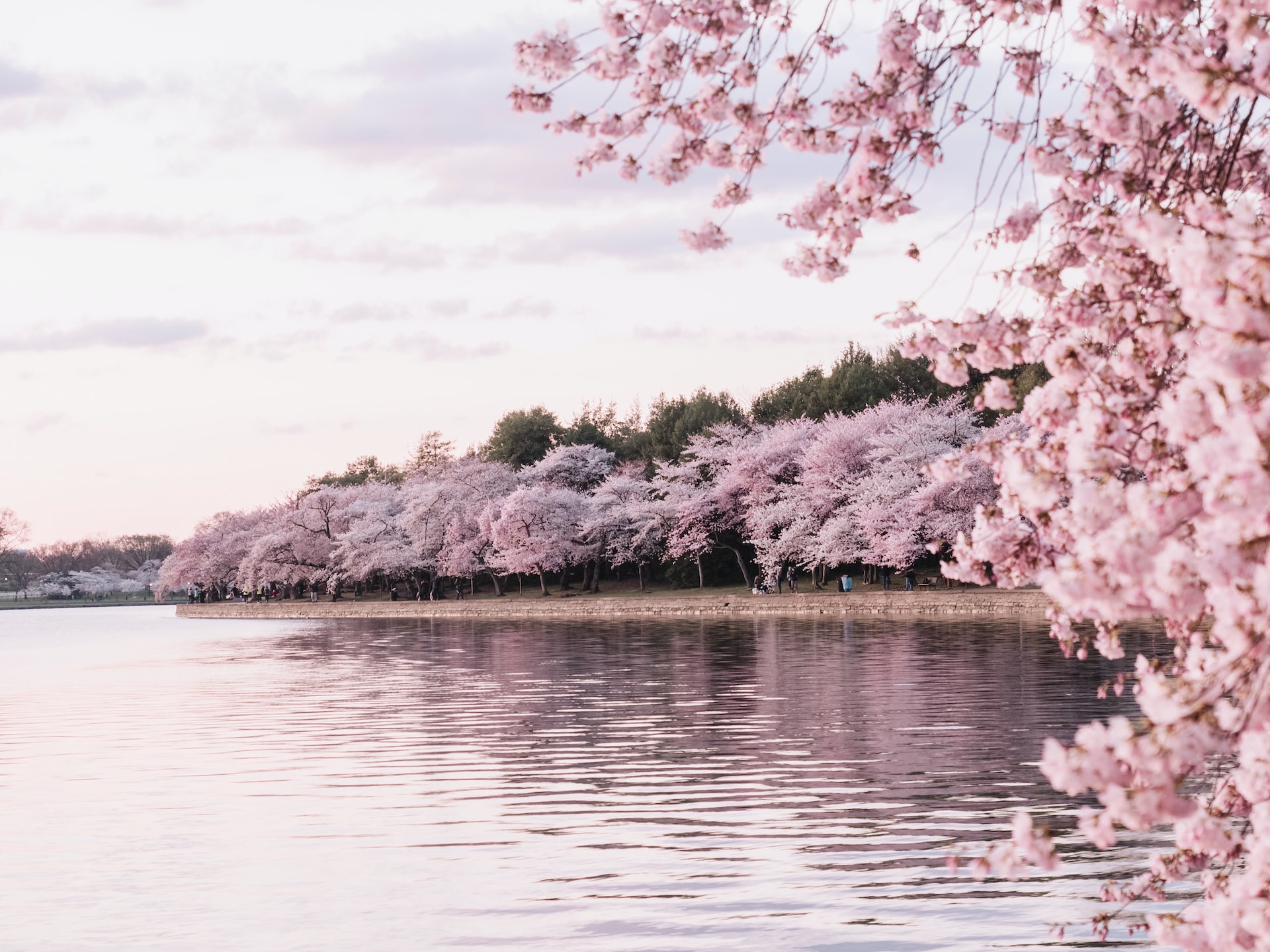 Best Places to Travel in April, Cherry Blossoms in Washington, DC