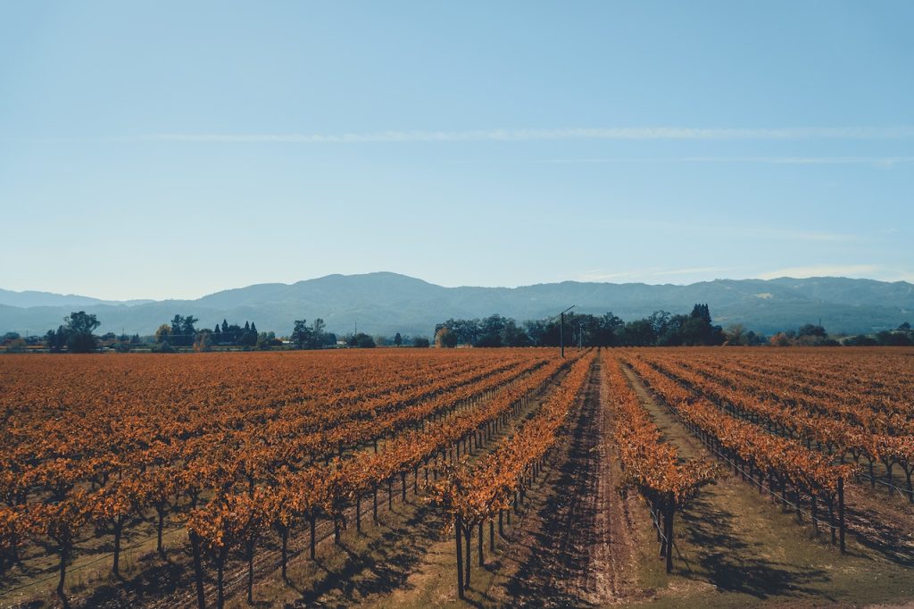 Best Places to Travel in April, Vineyards, Napa Valley