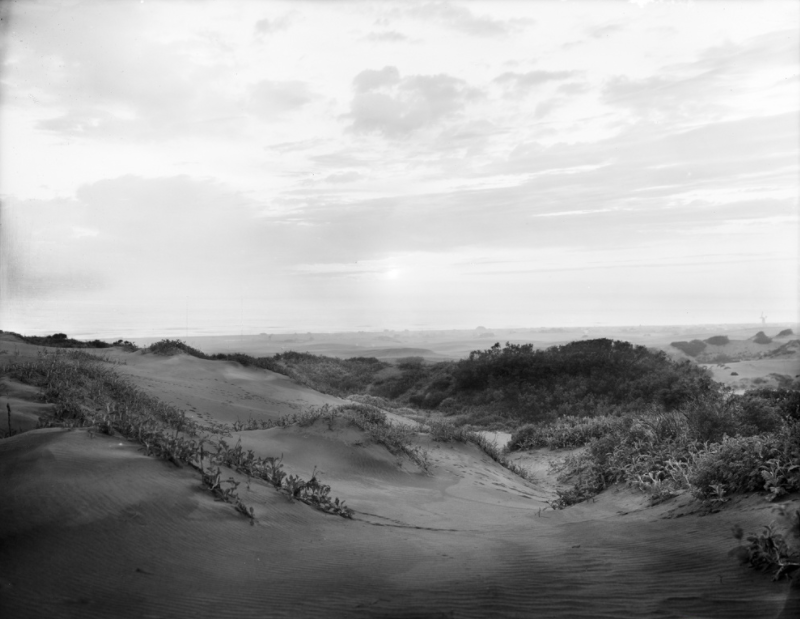 A 1910 photo of a sand dune in Golden Gate Park, San Francisco.Willard Worden/Open SF History | Source: San Francisco Department of the Environment