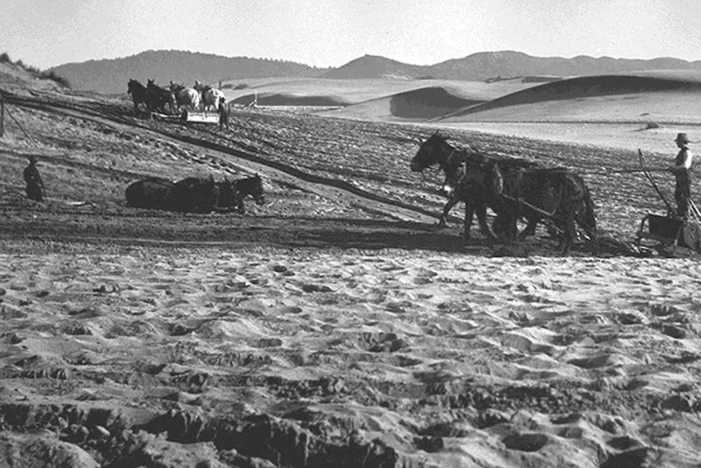 Sand dunes at the edge of the Richmond District for San Francisco’s Golden Gate Park in the 1880s.Found San Francisco